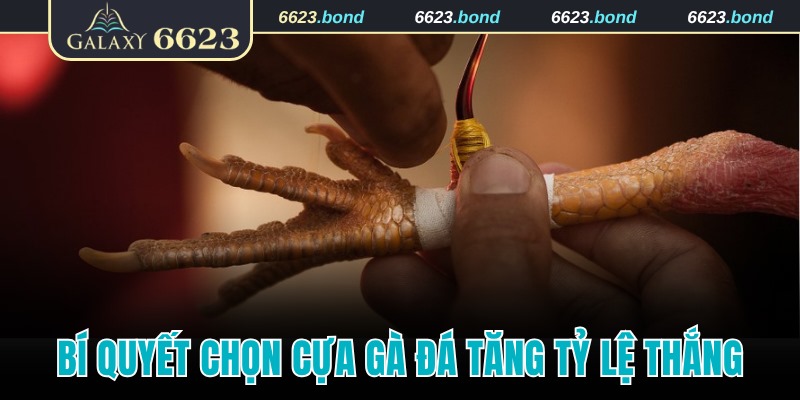 Chọn cựa gà đá