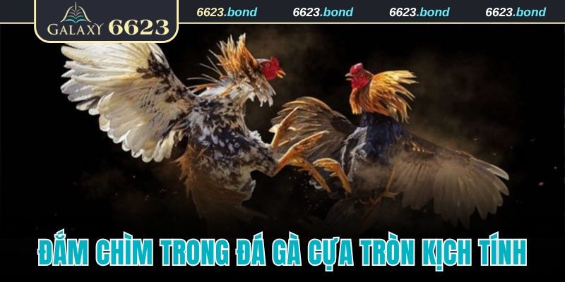 Đắm chìm trong không khí kịch tính của gà đá cựa tròn