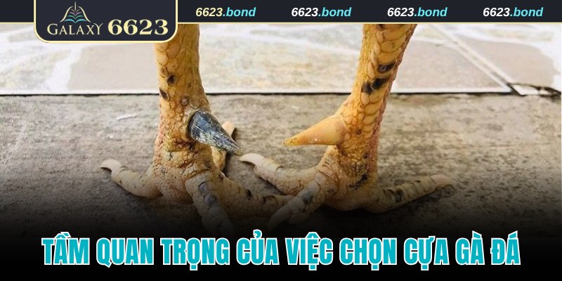 Khái niệm và tầm quan trọng của việc chọn cựa gà đá